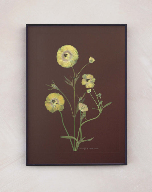 Butterfly Ranunculus