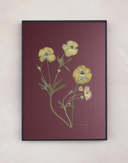 Butterfly Ranunculus
