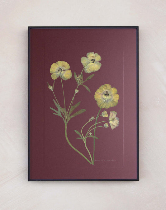Butterfly Ranunculus