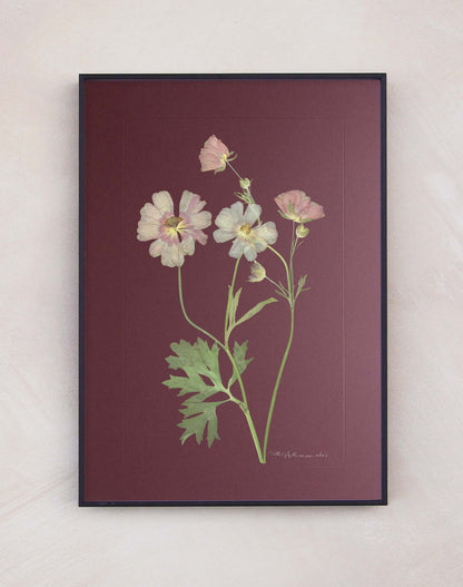 Butterfly Ranunculus
