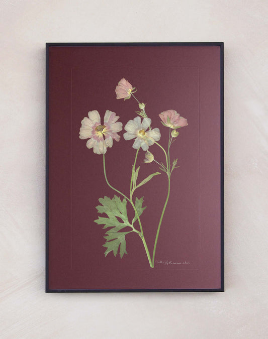 Butterfly Ranunculus