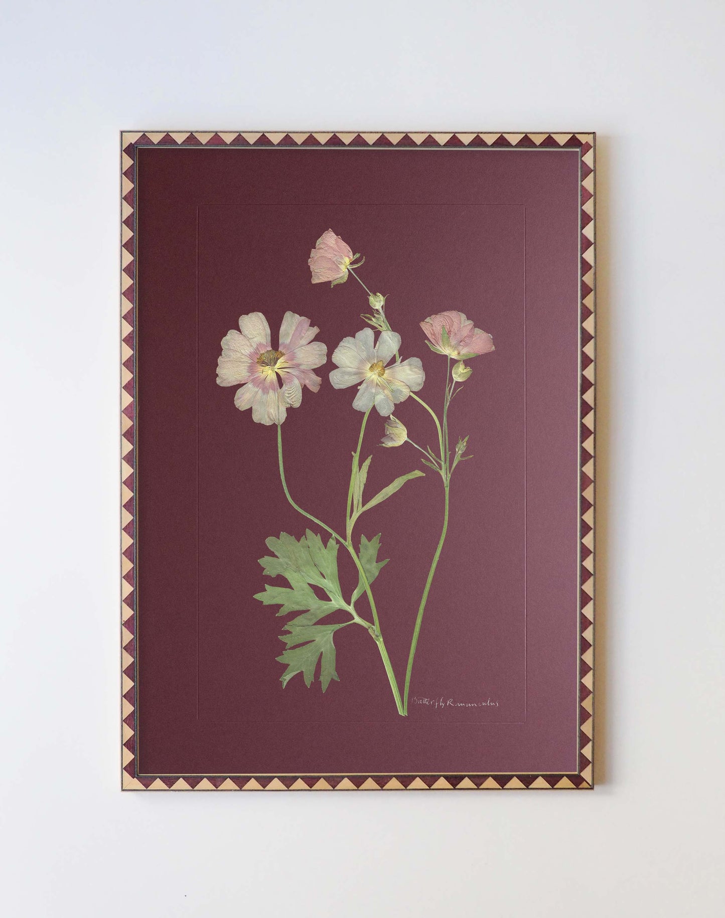 Butterfly Ranunculus