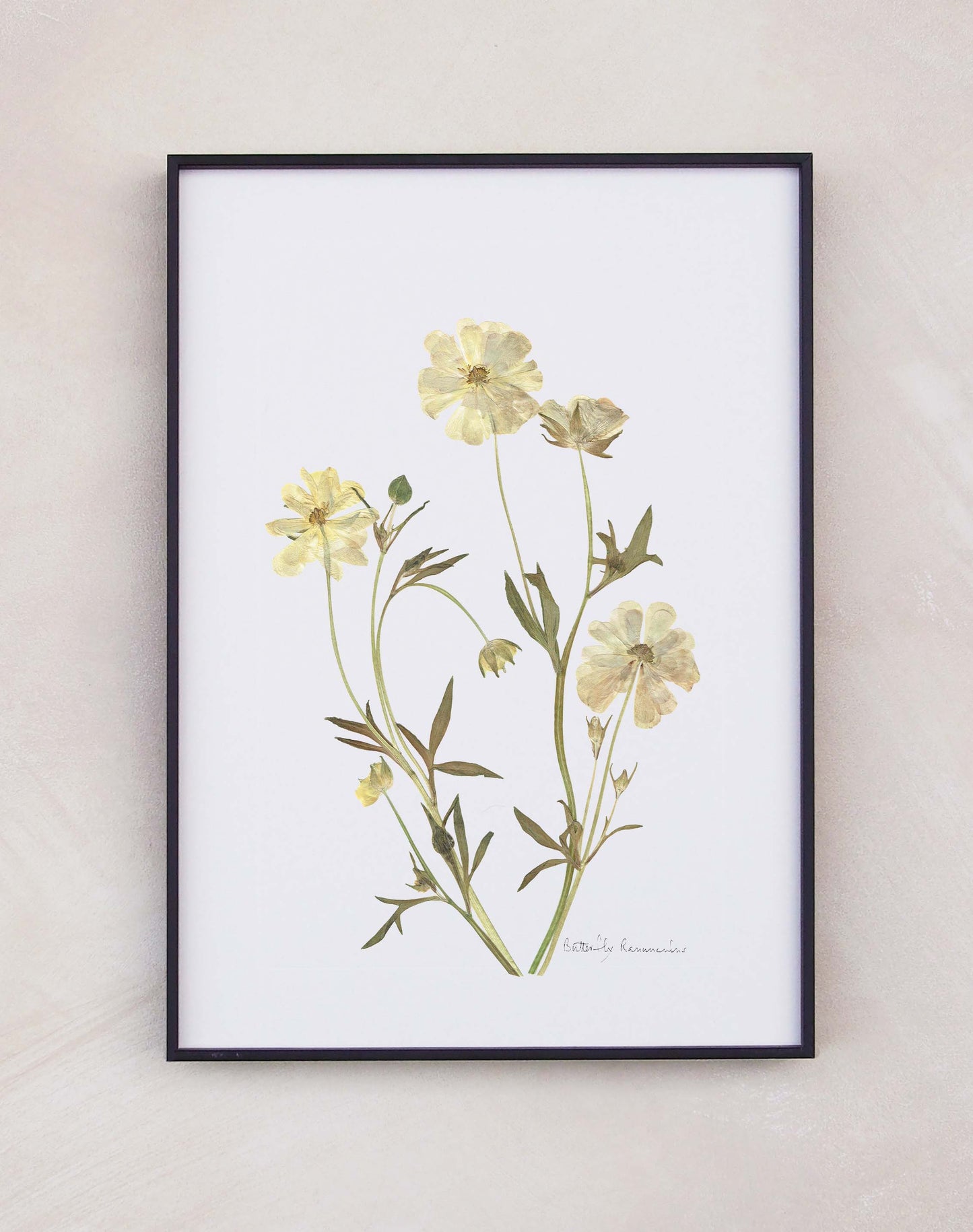 Butterfly Ranunculus