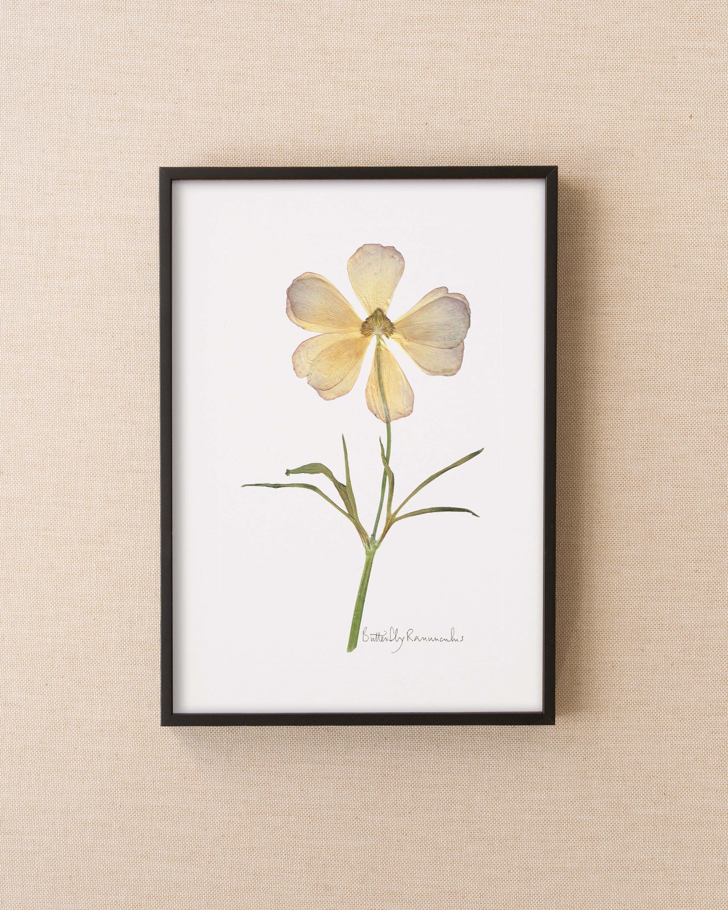 Butterfly Ranunculus