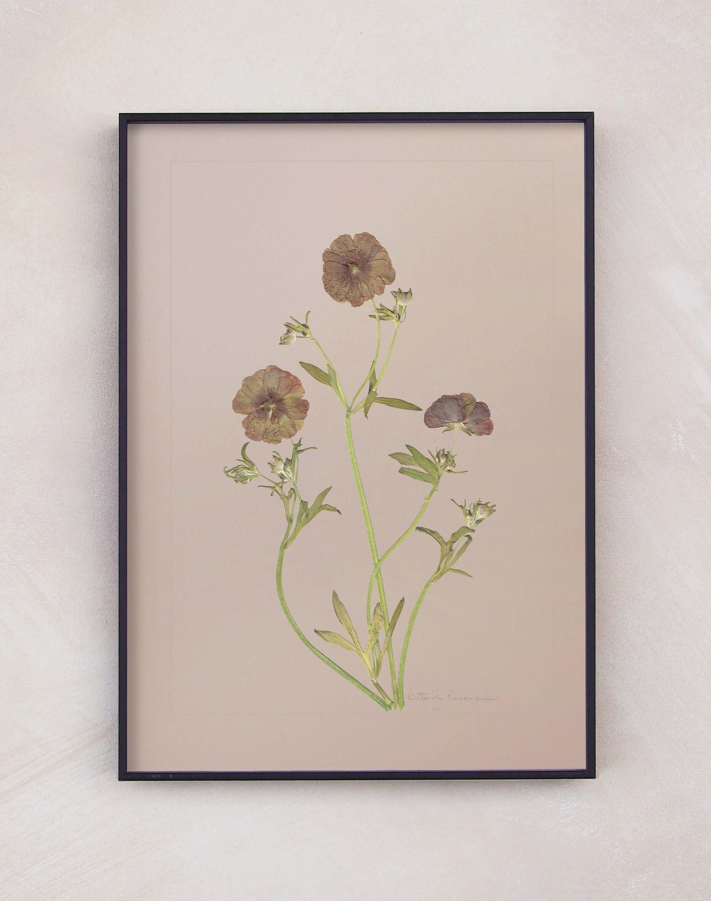 Butterfly Ranunculus