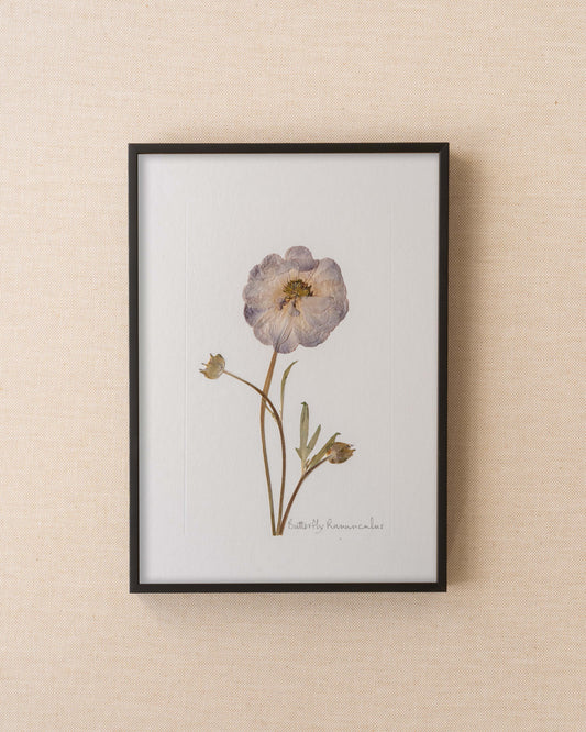 Butterfly Ranunculus