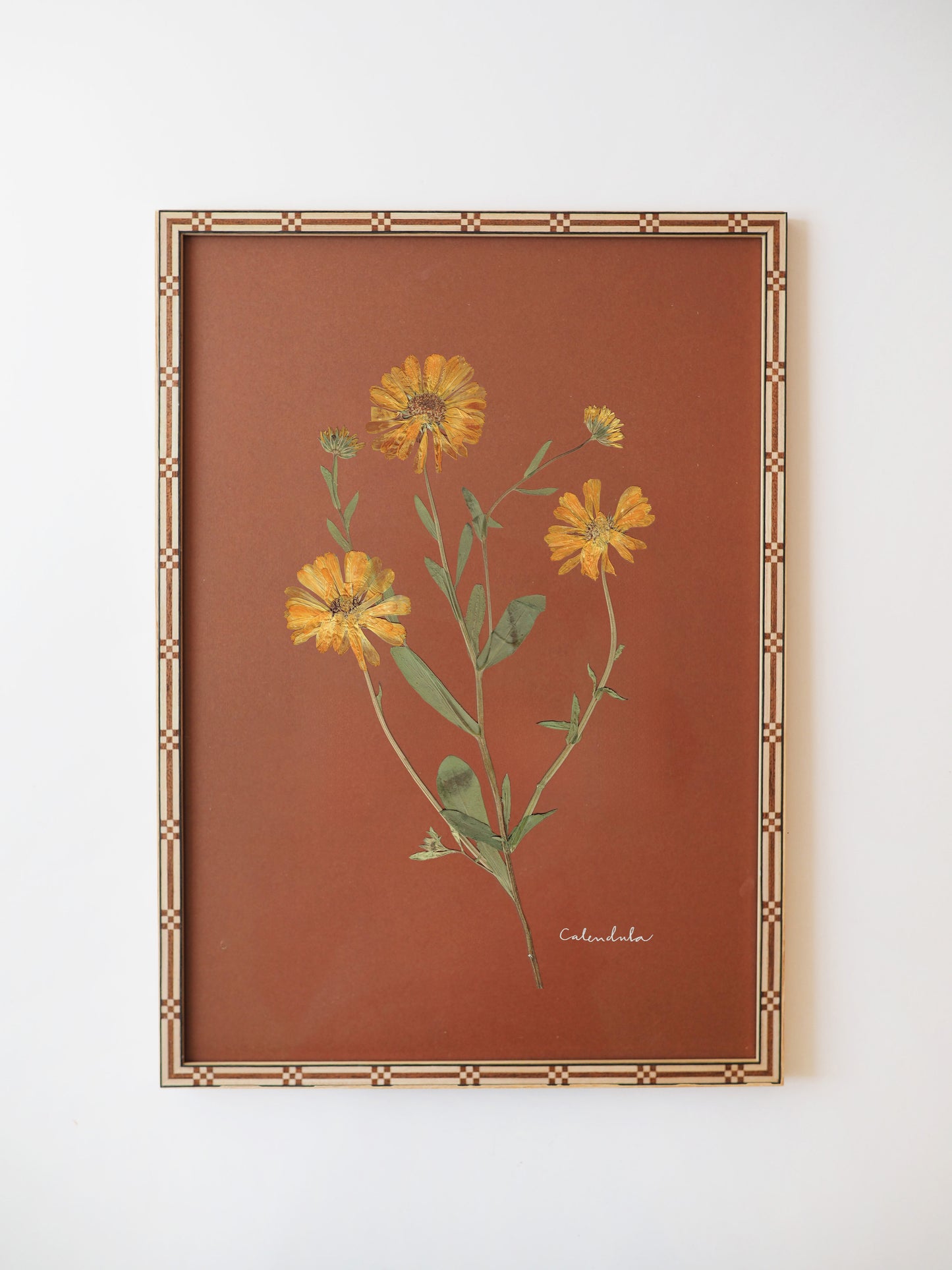 Calendula