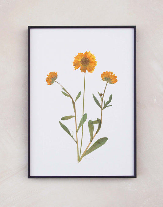Calendula