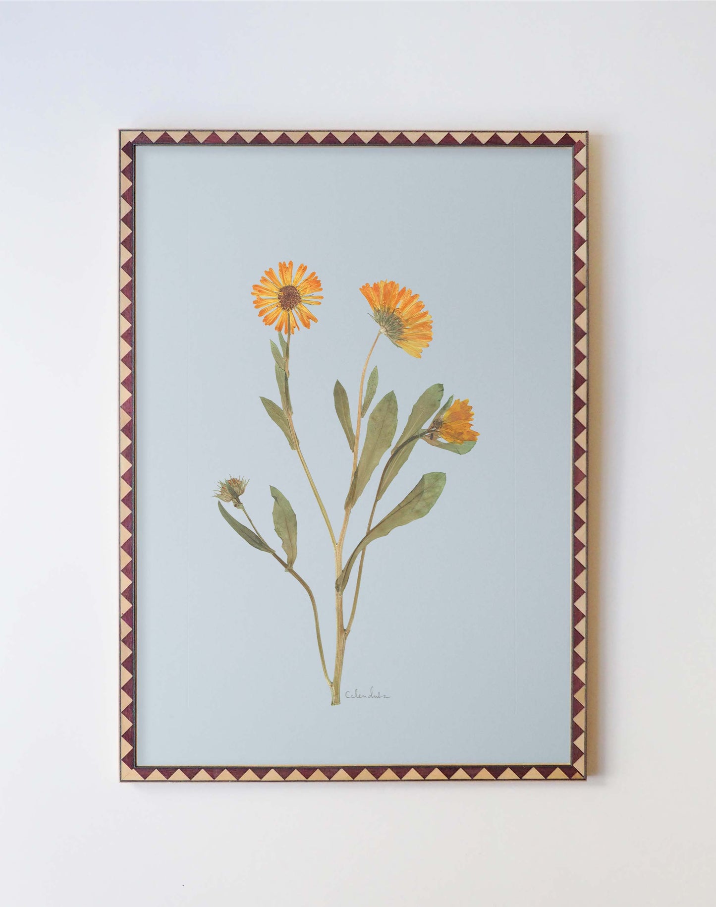 Calendula