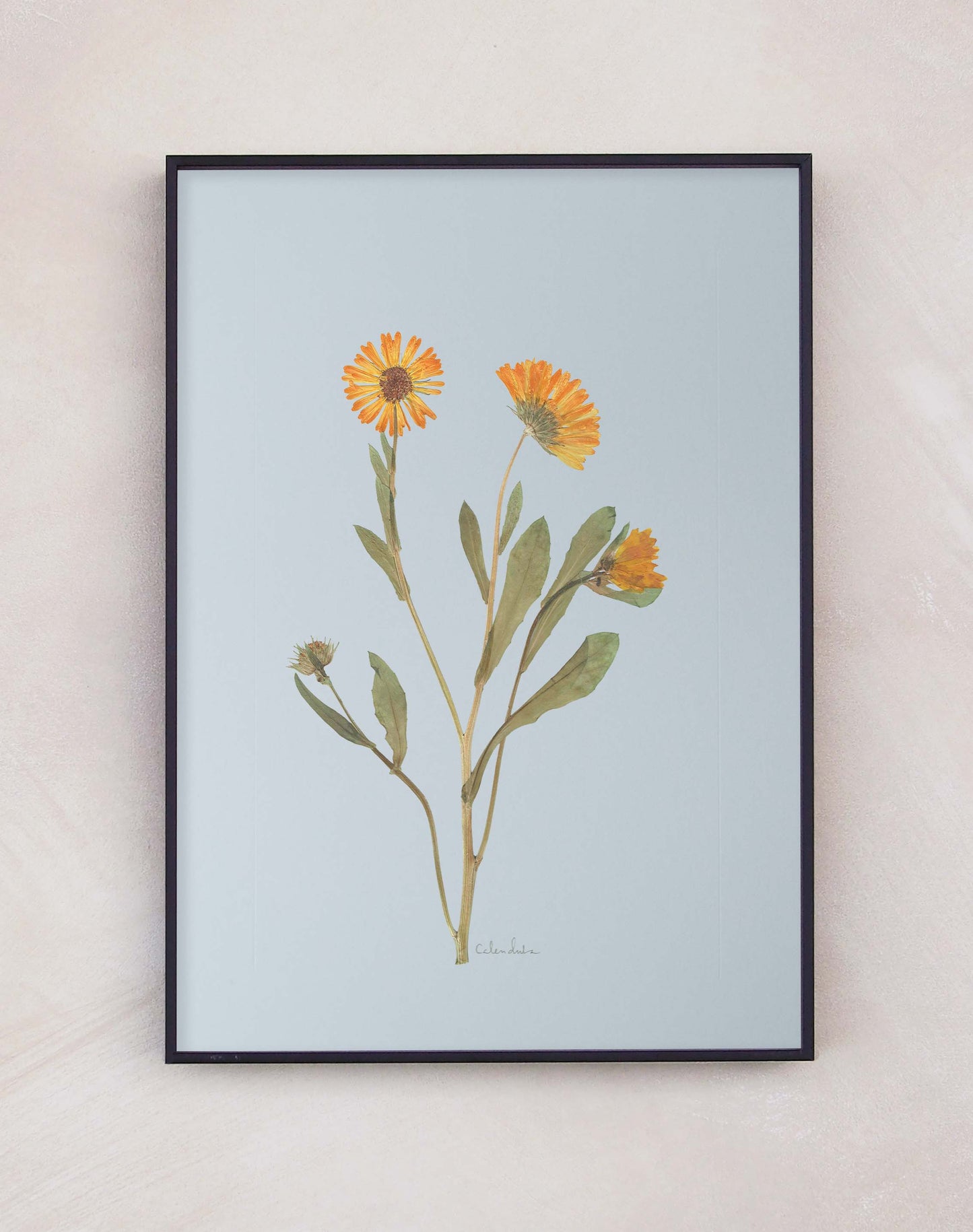 Calendula