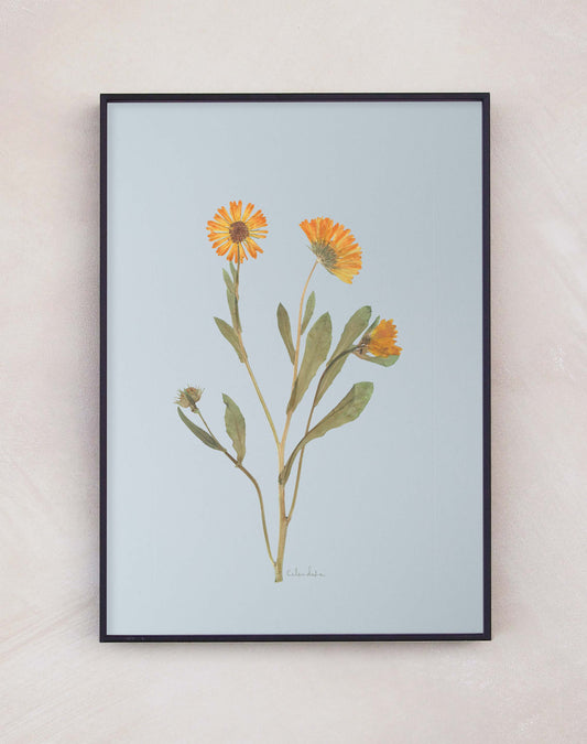 Calendula