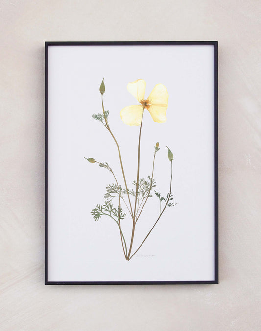 California Poppy