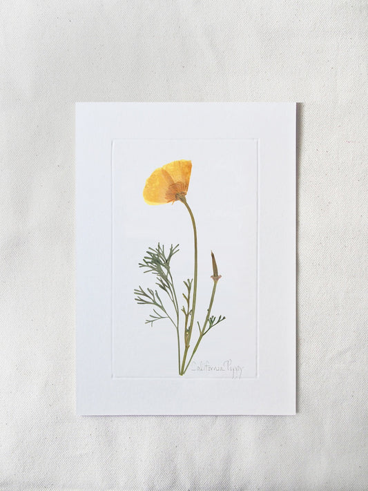 June California Poppy