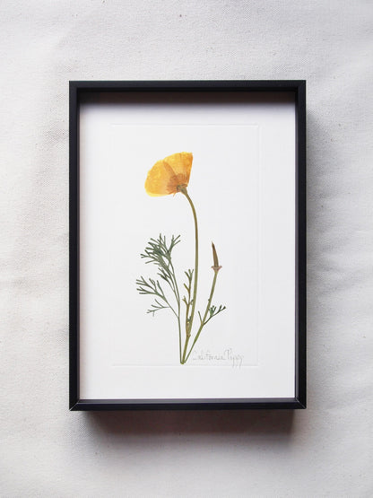 June California Poppy