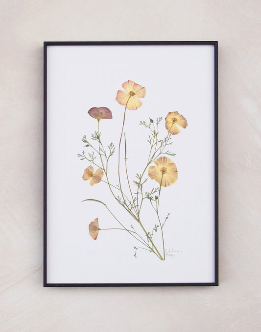 California Poppy