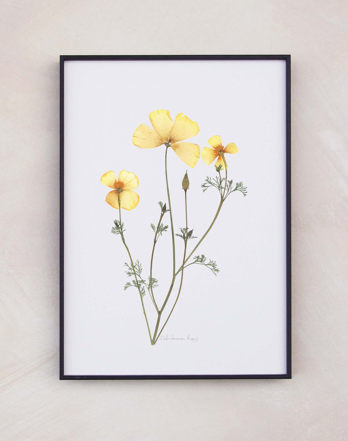 California Poppy