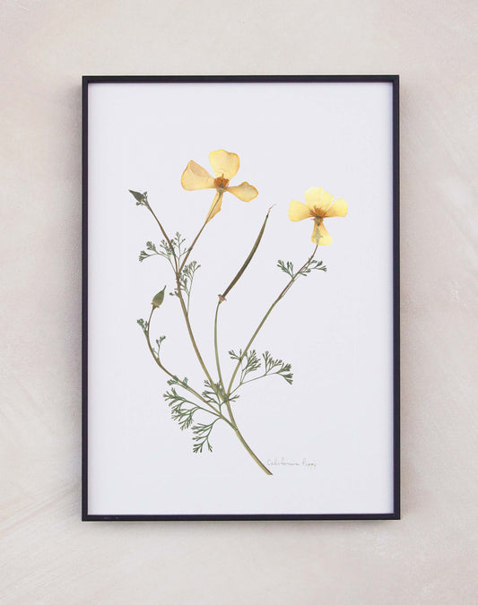 California Poppy