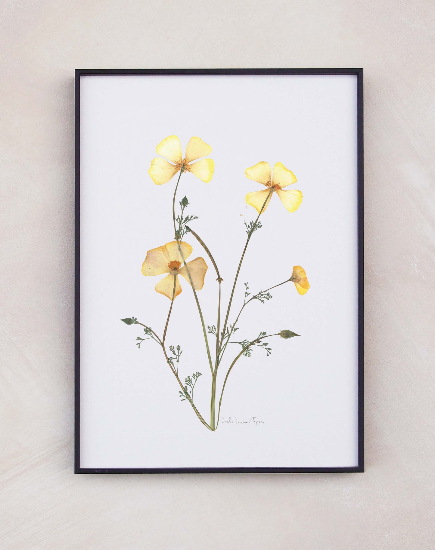 California Poppy