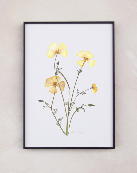California Poppy