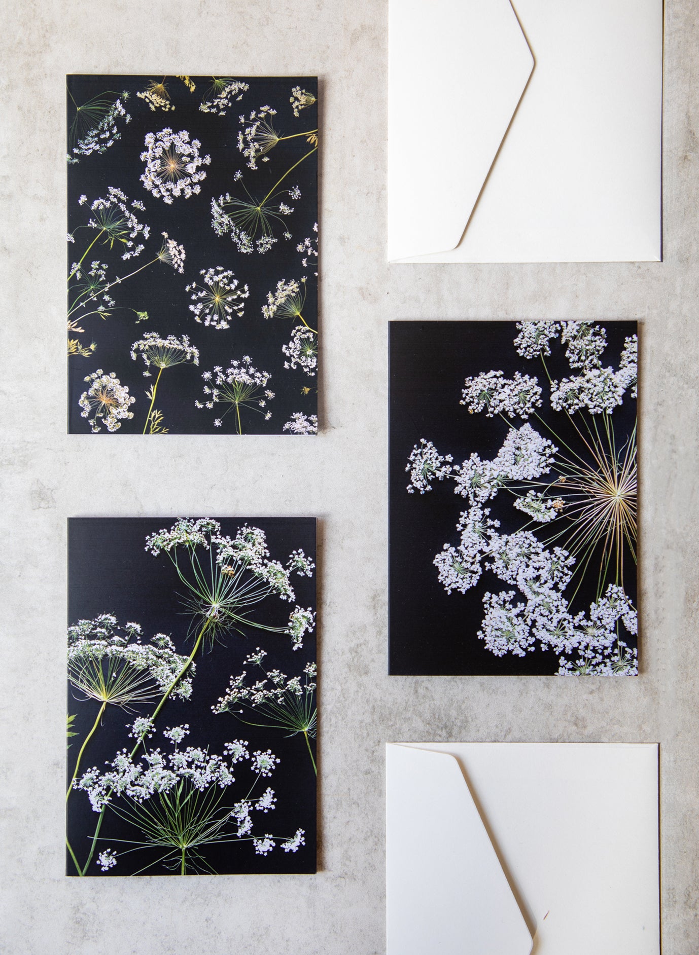 Ammi Majus Card Set