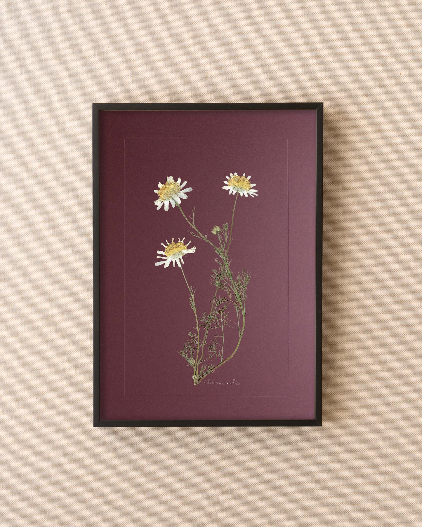 Chamomile