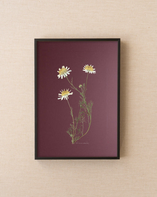 Chamomile
