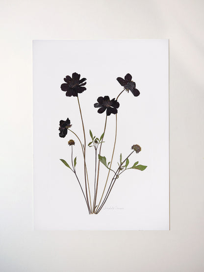 Chocolate Cosmos Print