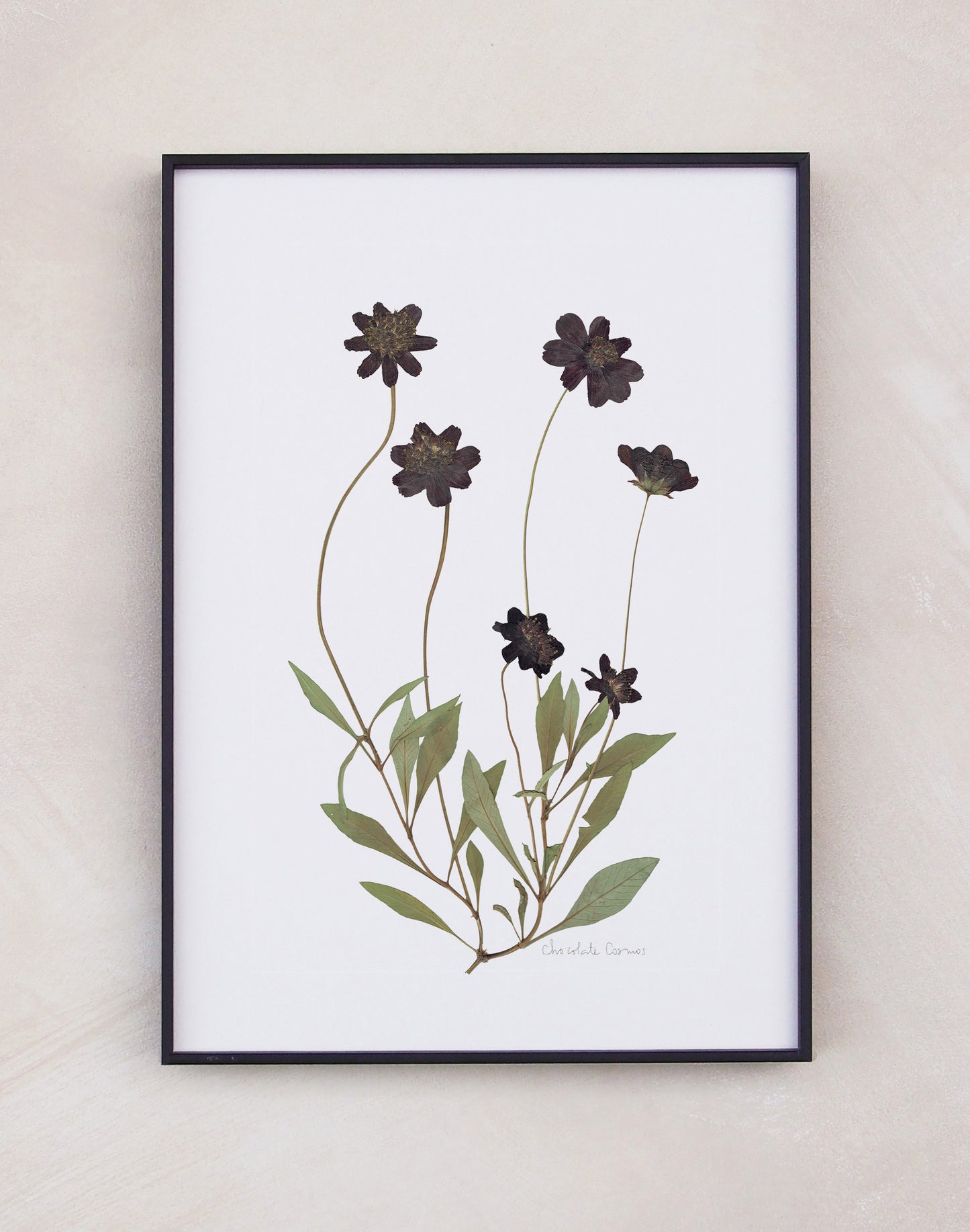 Chocolate Cosmos