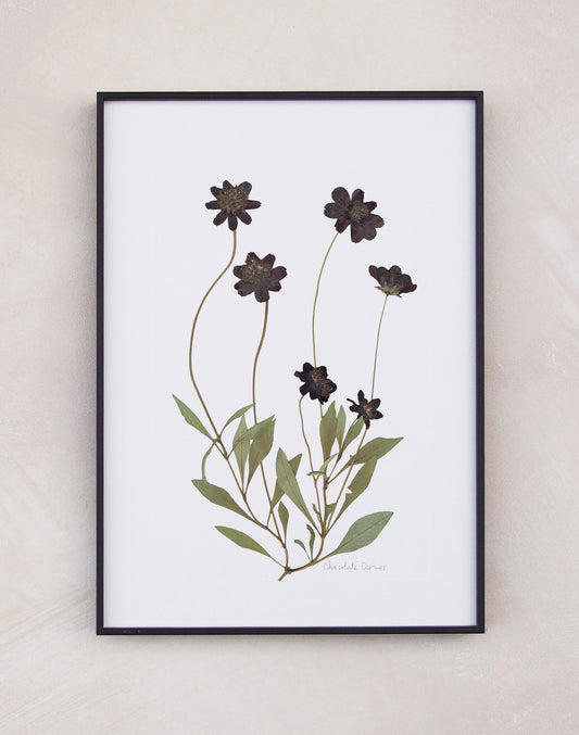 Chocolate Cosmos