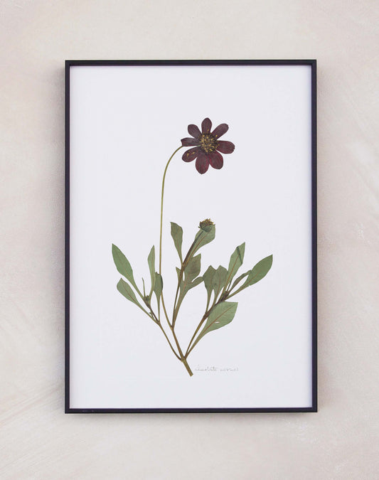 Chocolate Cosmos