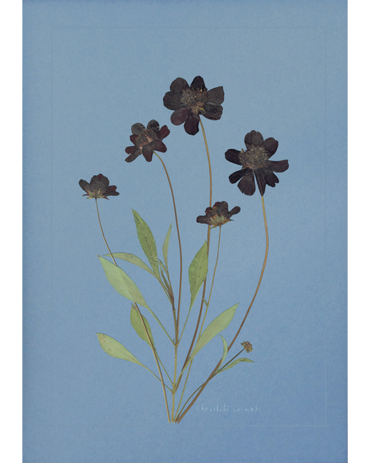 Chocolate Cosmos