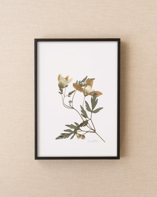 Clematis