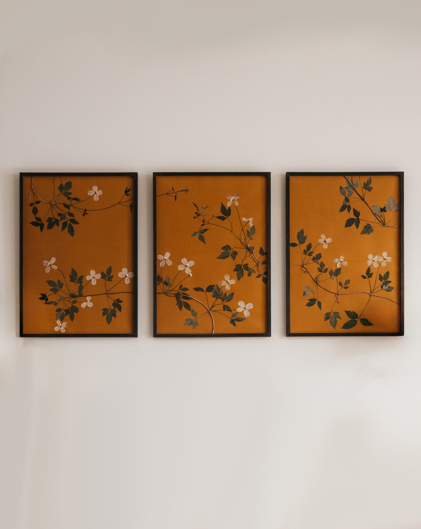 Clematis Triptych