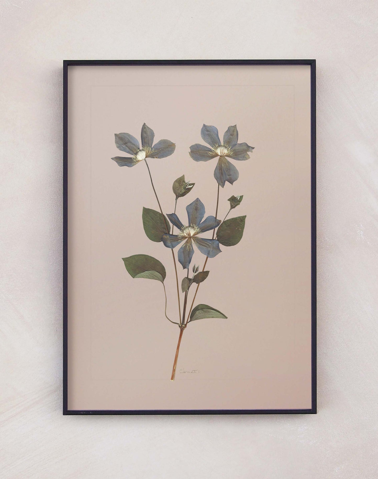 Clematis