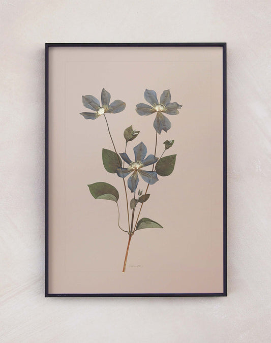 Clematis