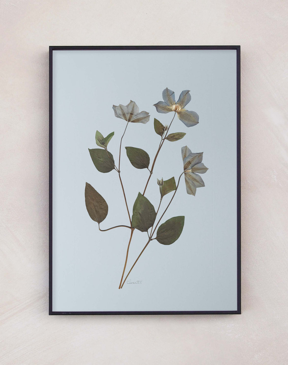 Clematis