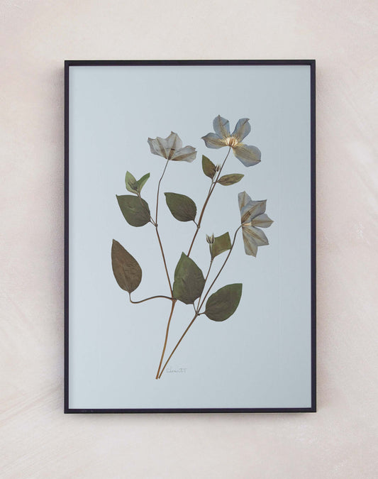 Clematis