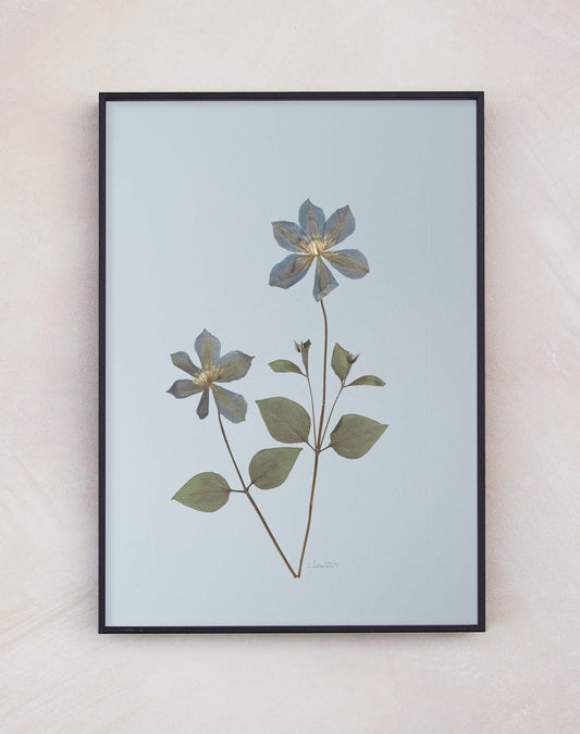 Clematis