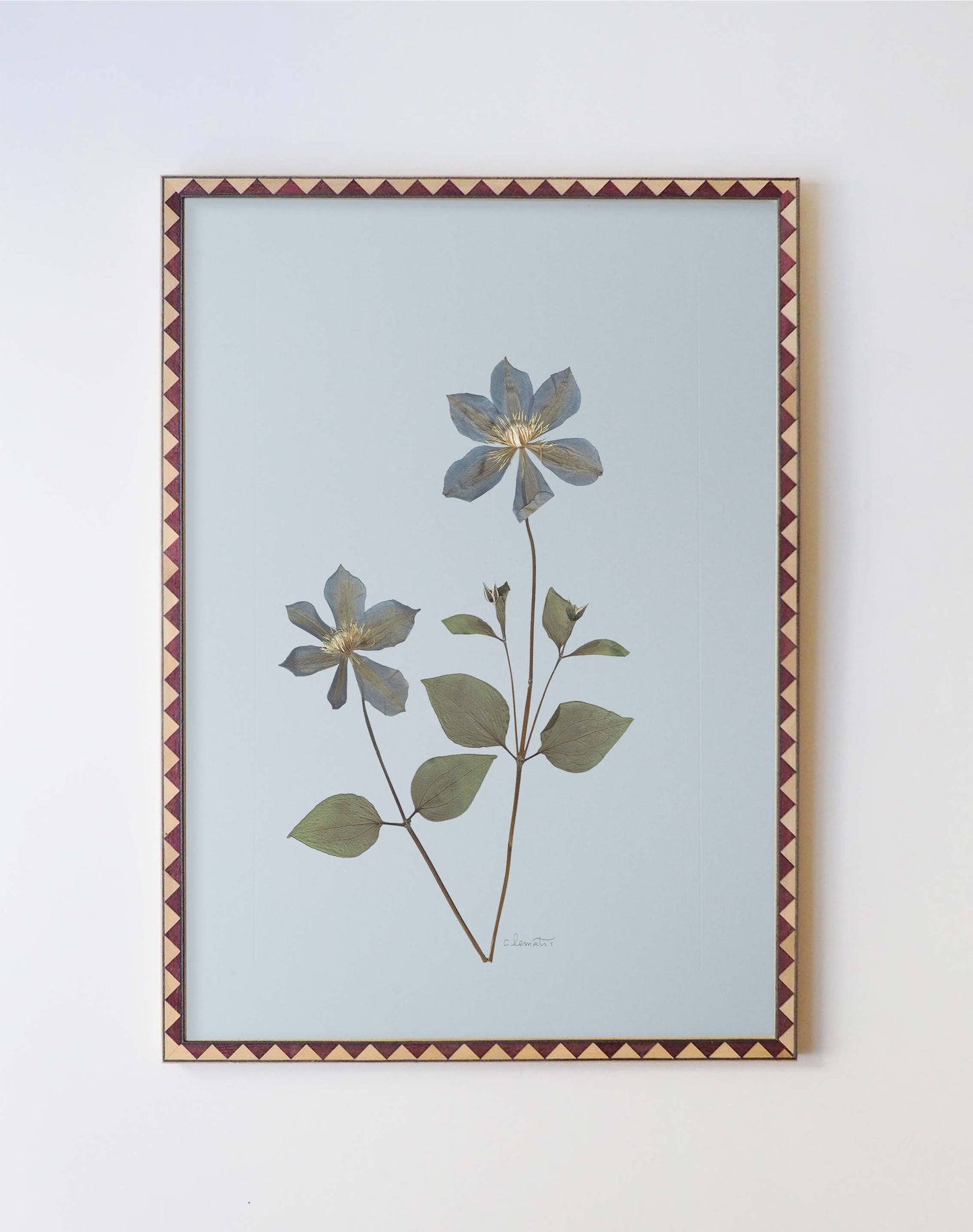 Clematis