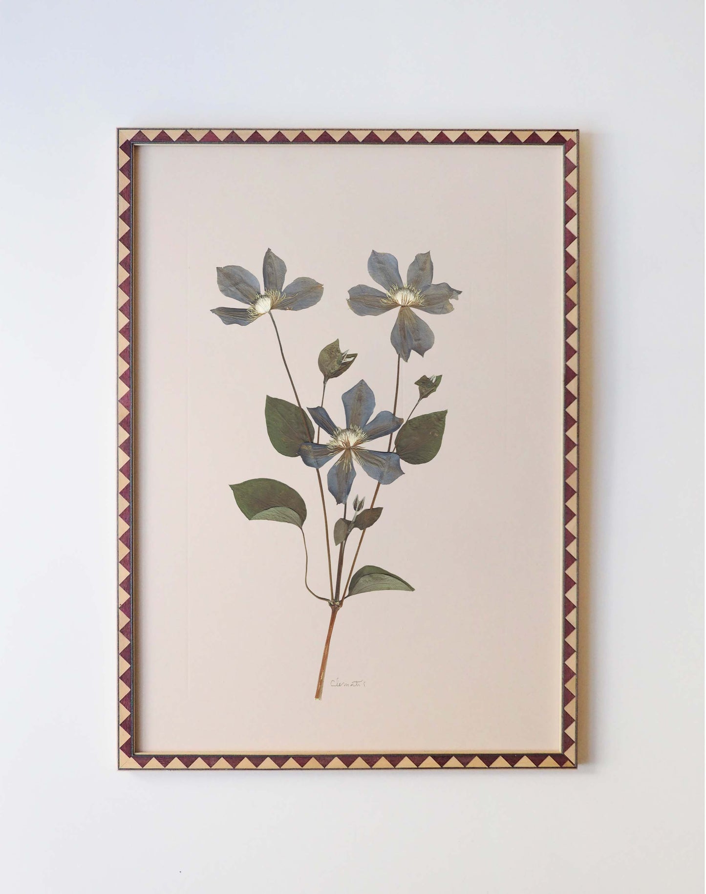 Clematis