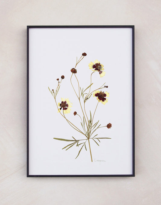 Coreopsis