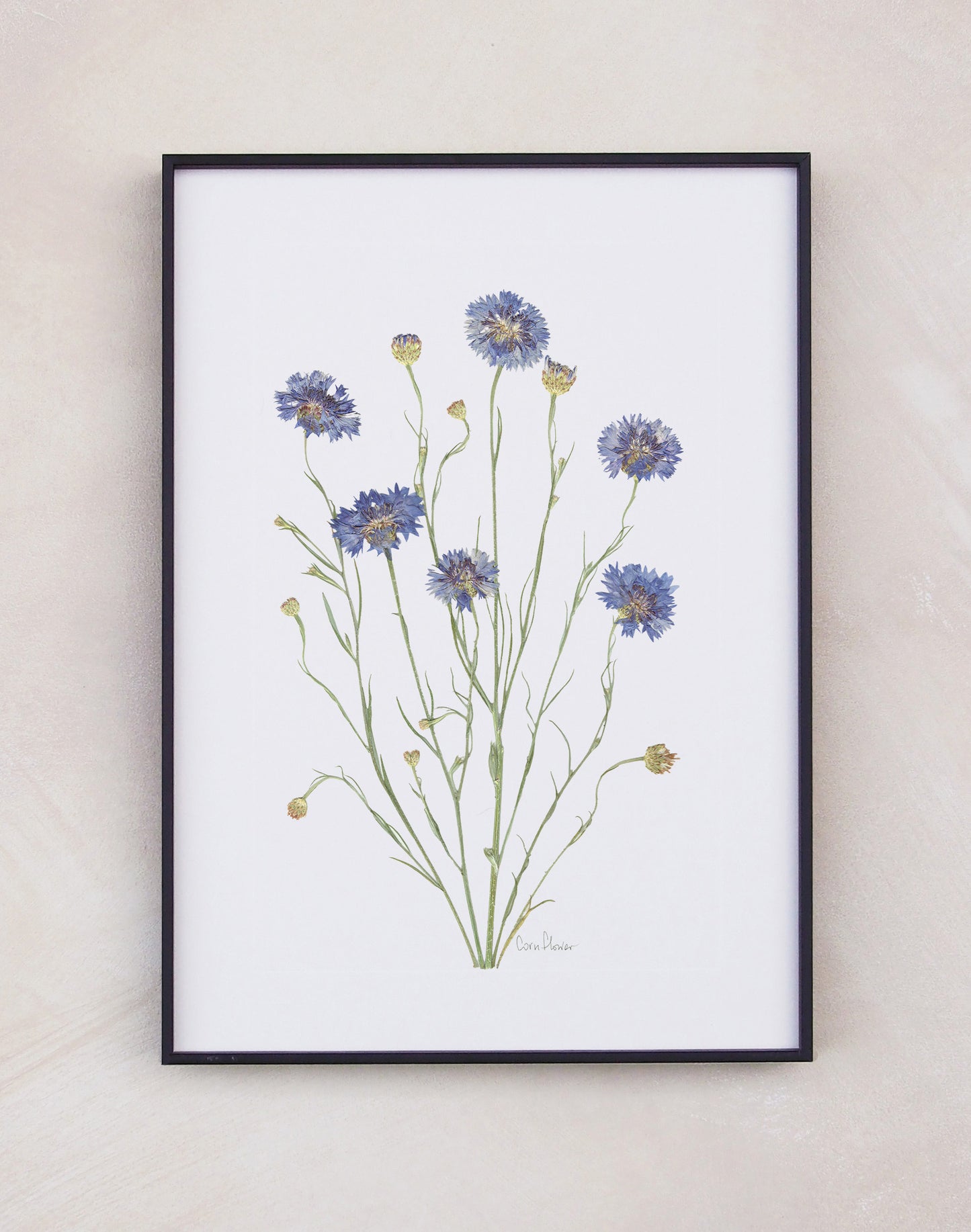 Cornflower