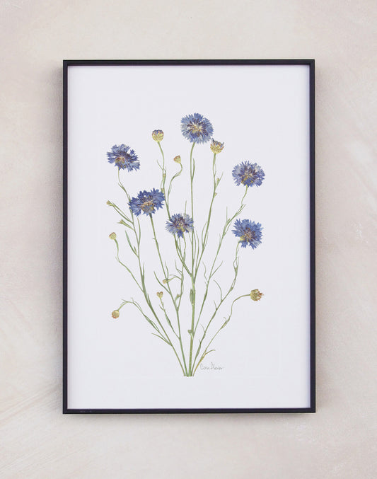 Cornflower
