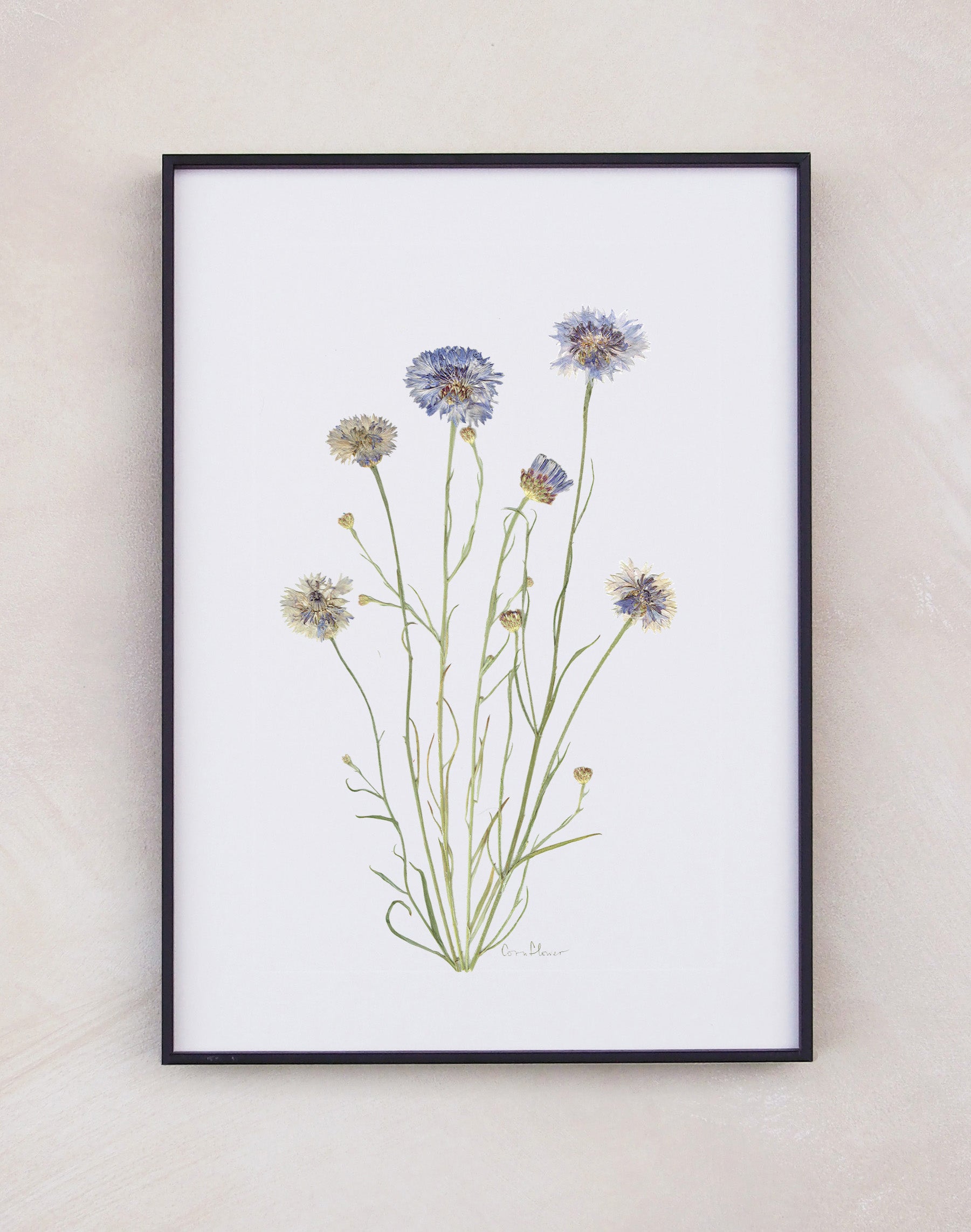 JamJar Edit - Pressed Flower Artwork - Ammi Majus