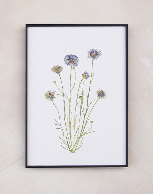 Cornflower