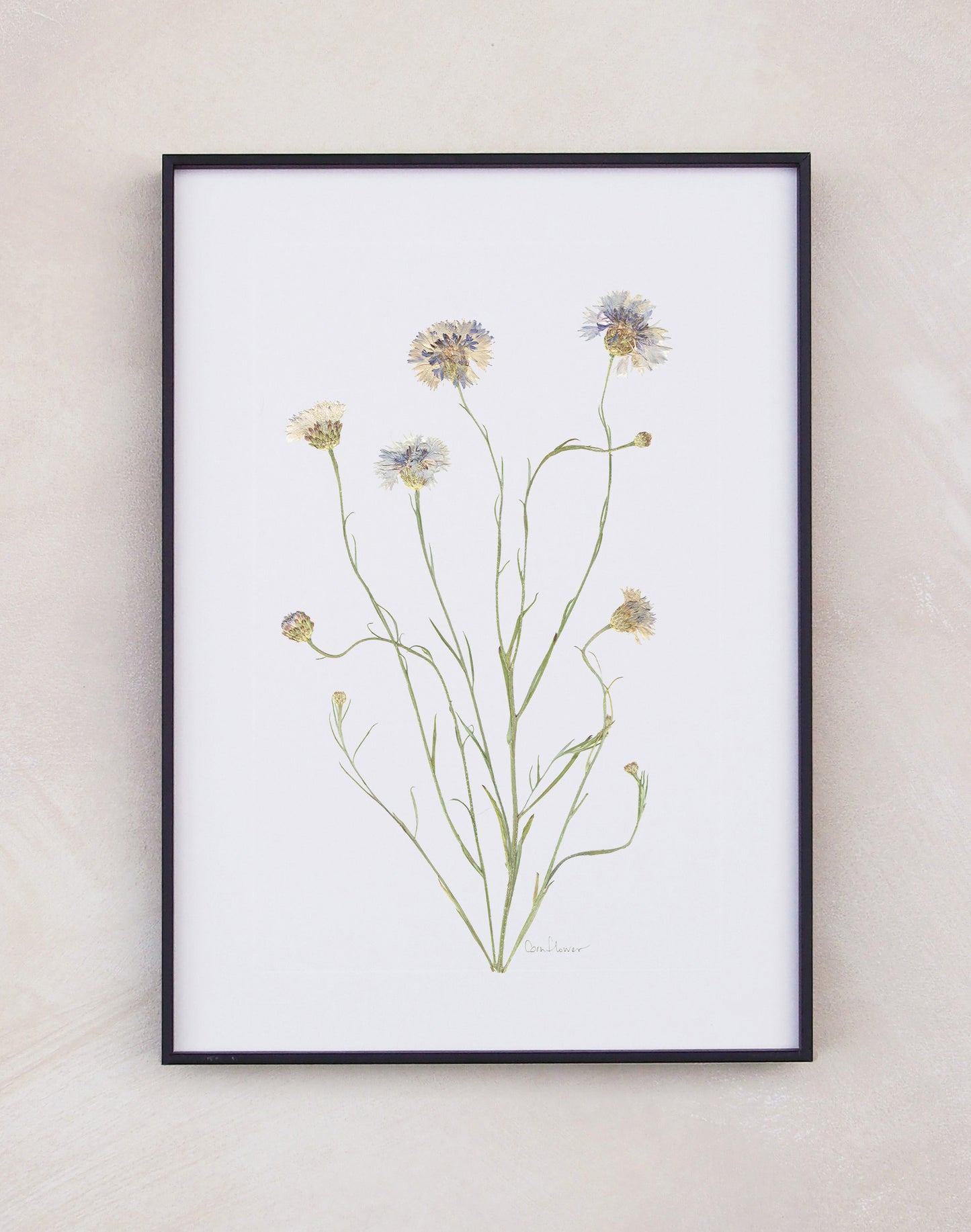 Cornflower