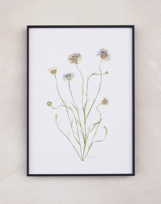Cornflower