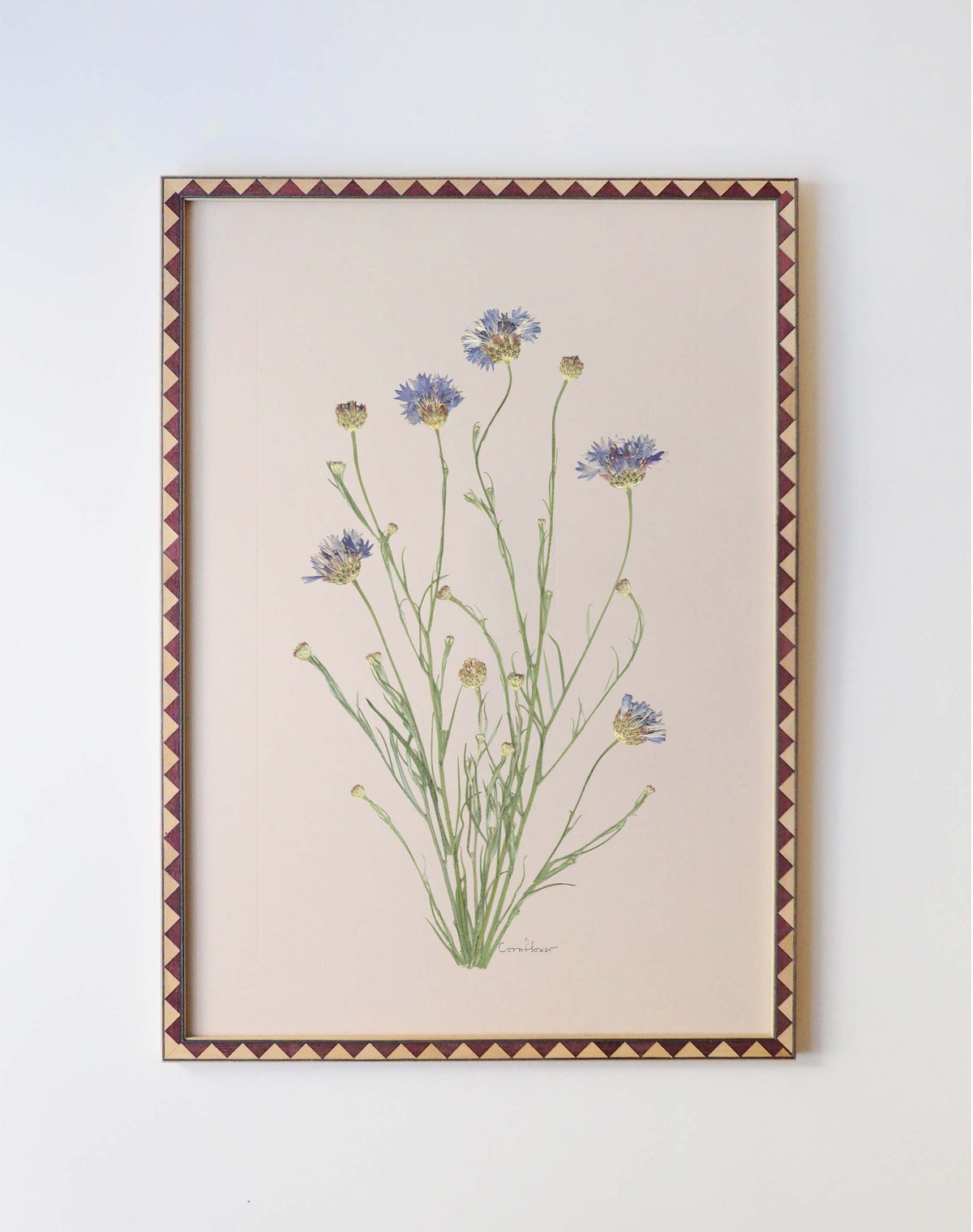 Cornflower
