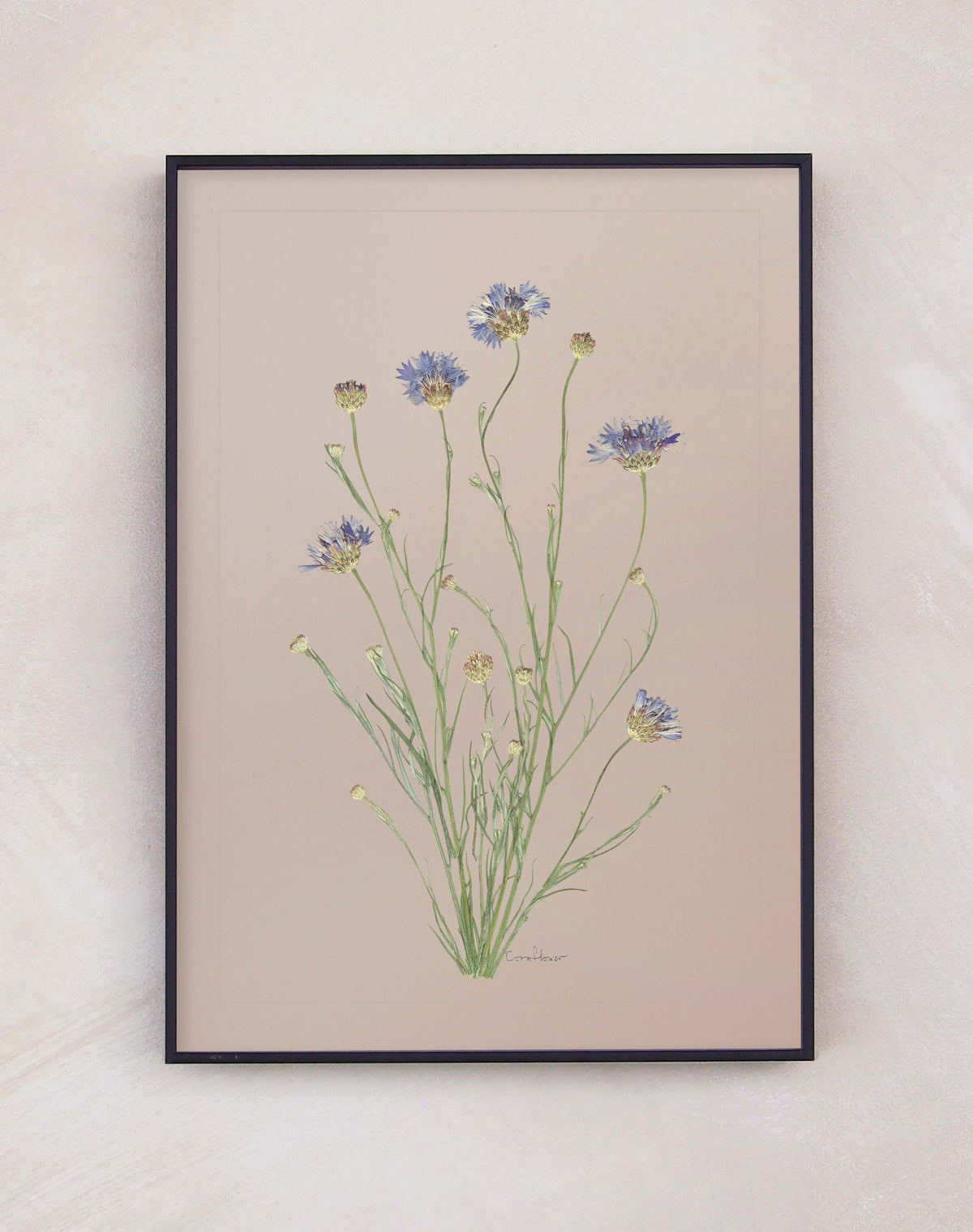 Cornflower