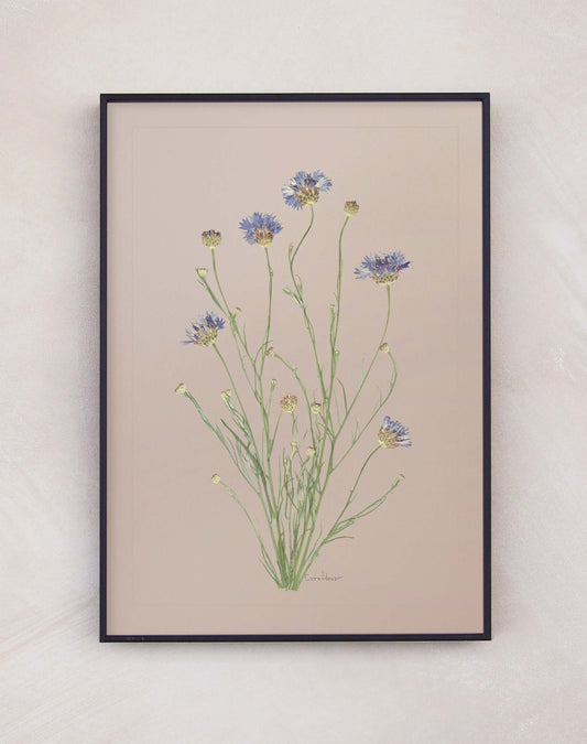 Cornflower